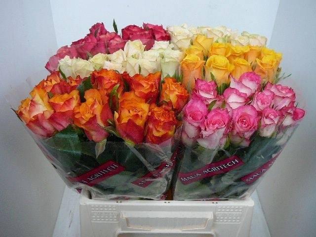 <h4>R GR GEM IN FUST</h4>