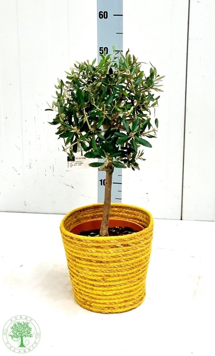 <h4>OLEA EUROPAEA</h4>