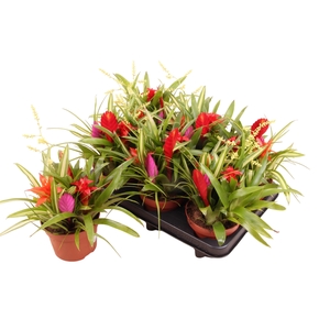 BROMELIA GEM
