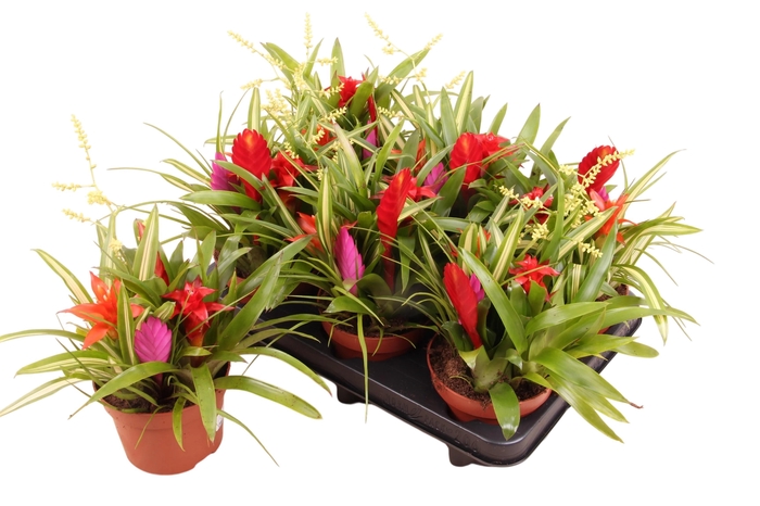 <h4>BROMELIA GEM</h4>