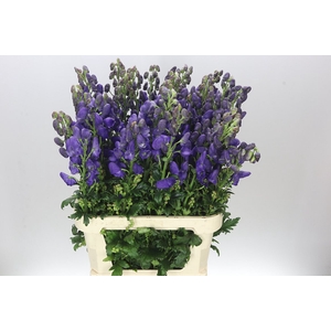 Aconitum Car Arendsii