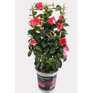 Sundaville 19 cm Rek Rose