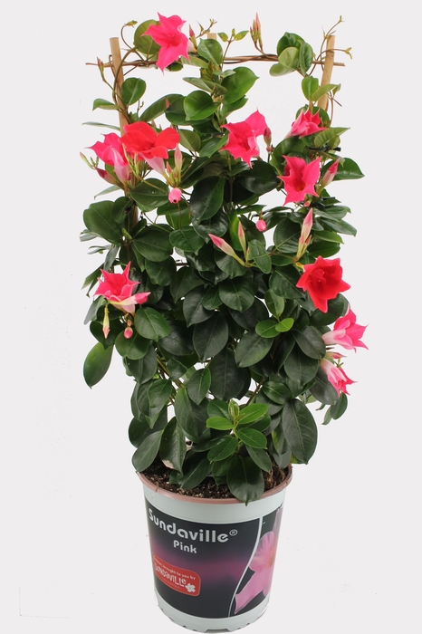 <h4>Sundaville 19 cm Rek Rose</h4>