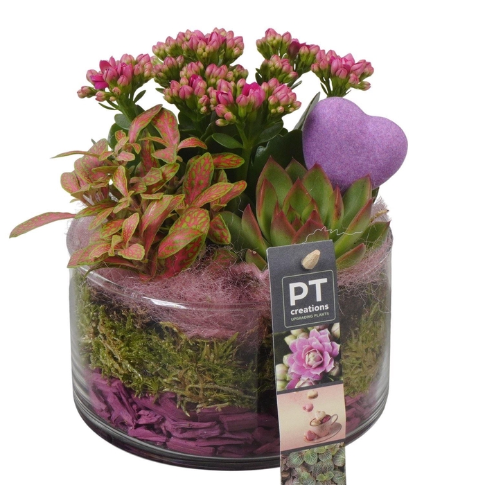 <h4>Arr. Planten L%</h4>