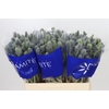 Eryngium Electric Dynamite