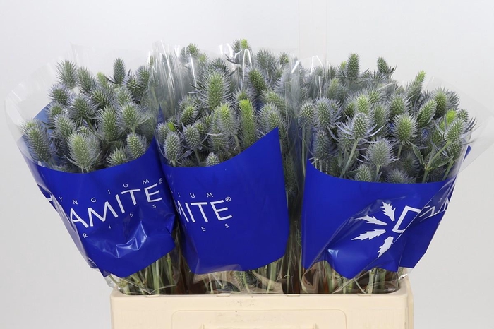 Eryngium Electric Dynamite