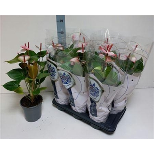 Anthu An Pr Am Elega 8+