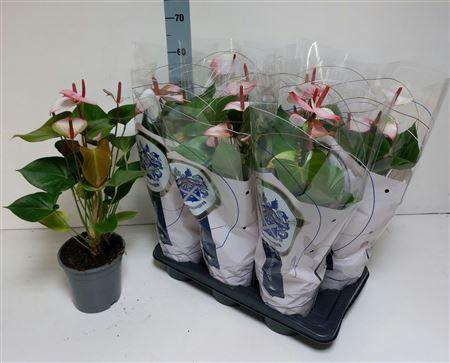 <h4>Anthu An Pr Am Elega 8+</h4>