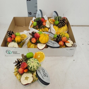 CUCURBITA OV