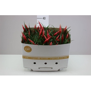 Vriesea Multi Astrid