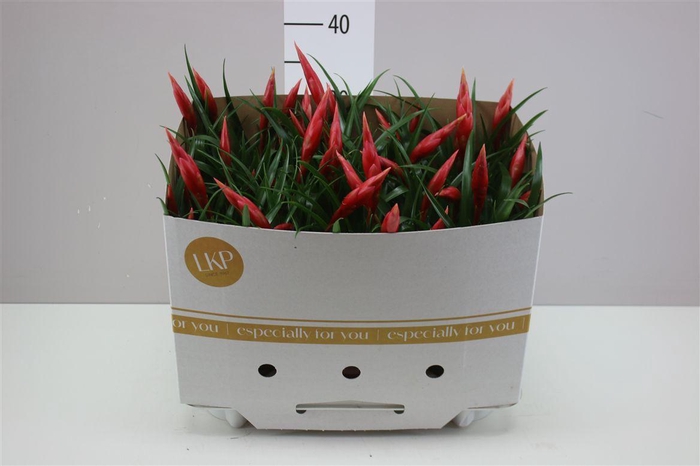 <h4>Vriesea Multi Astrid</h4>