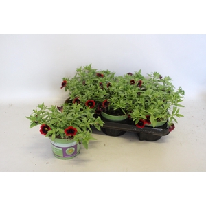 Calibrachoa Red Velvet