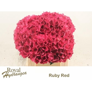HYDR M MAG RUBYRED