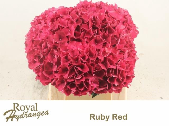 <h4>HYDR M MAG RUBYRED</h4>