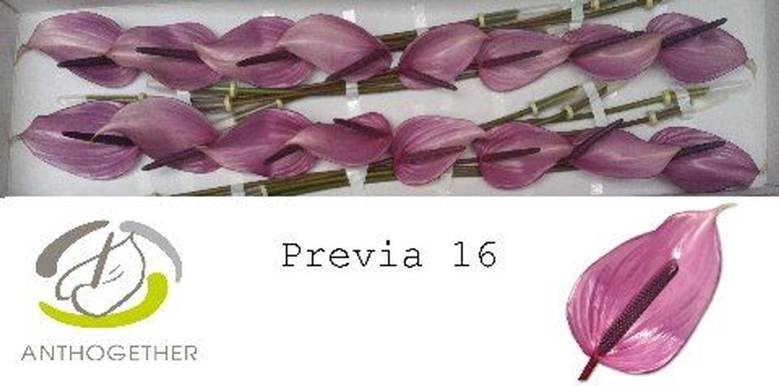 <h4>Anthurium andr. 'Previa'</h4>