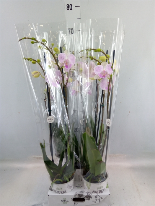 <h4>Phalaenopsis   ...rose</h4>