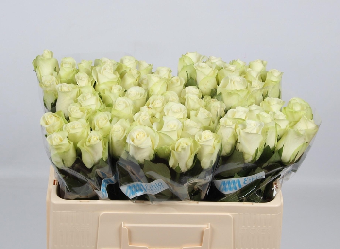 <h4>R GR SNOWSTORM+</h4>