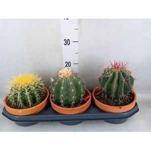Cactus   ...mix