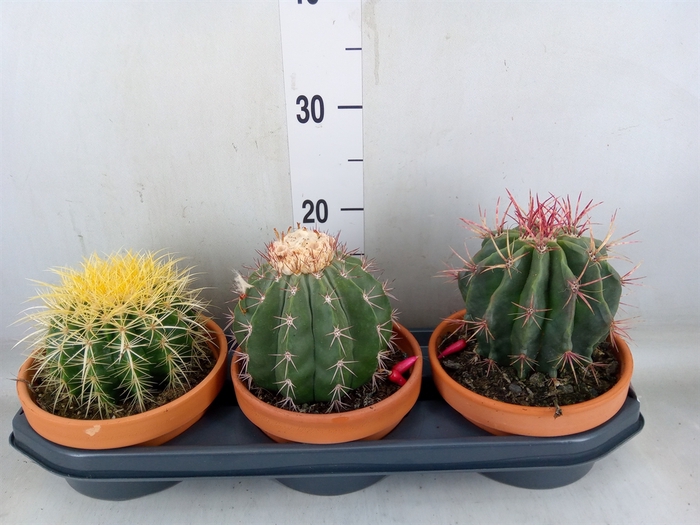 <h4>Cactus   ...mix</h4>