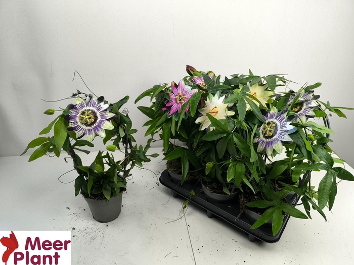 <h4>PASS CAERULEA</h4>