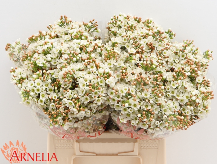 <h4>Chamelaucium 'dawn Pearl'</h4>