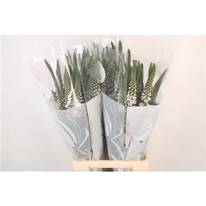 Lysimachia Moonlight