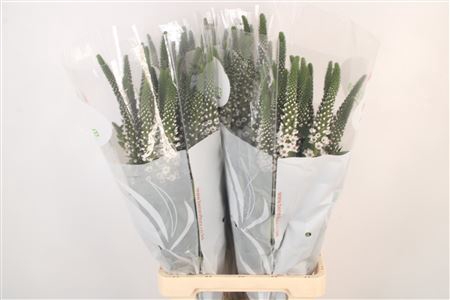 <h4>Lysimachia Moonlight</h4>