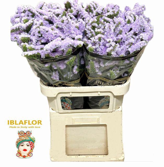 <h4>Lim S Tessa Lavender</h4>