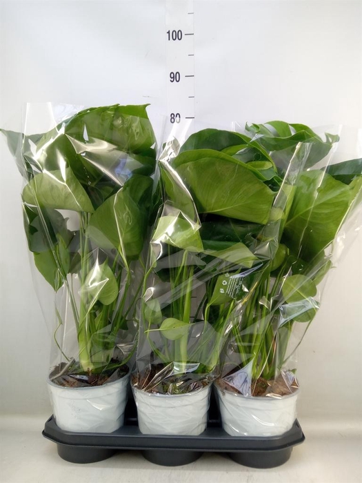 <h4>Monstera delic.</h4>