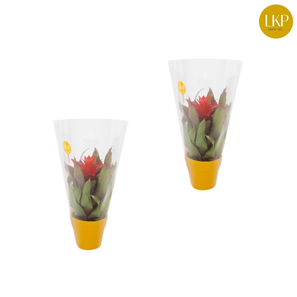 <h4>Guzmania Lorena Rood (Met Hoes)</h4>