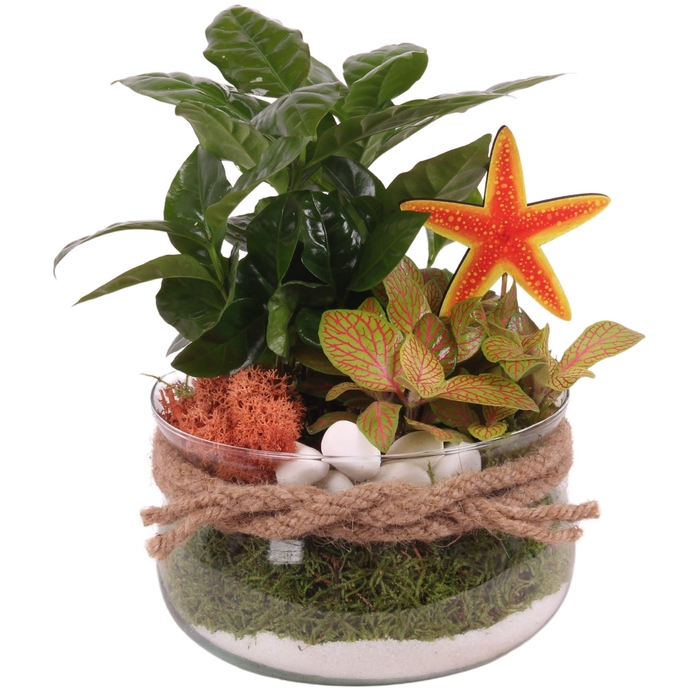 <h4>Opm Maritime Arr. Indoor Glass Bowl With Rope</h4>