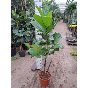 Ficus Lyrata gevlochten stam 170