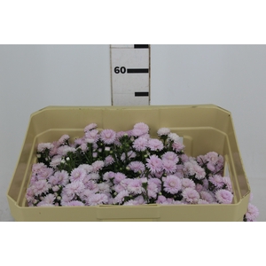 ASTER MARIANA 040 CM ROSA CLARO