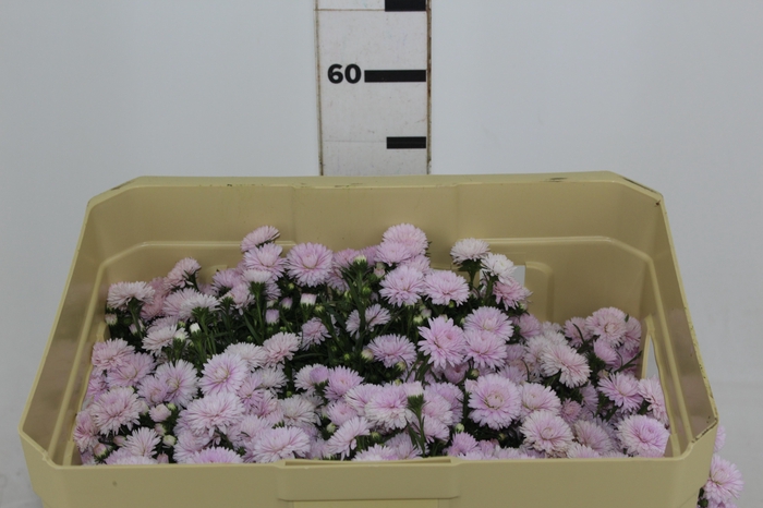 <h4>ASTER MARIANA 040 CM ROSA CLARO</h4>