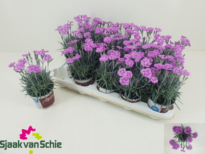 <h4>DIAN AZTEC STAR</h4>