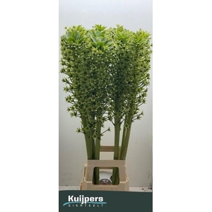 EUCOMIS P-E GOLIATH