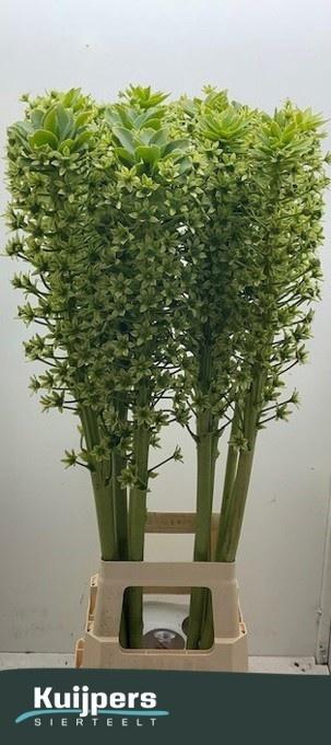 <h4>EUCOMIS P-E GOLIATH</h4>