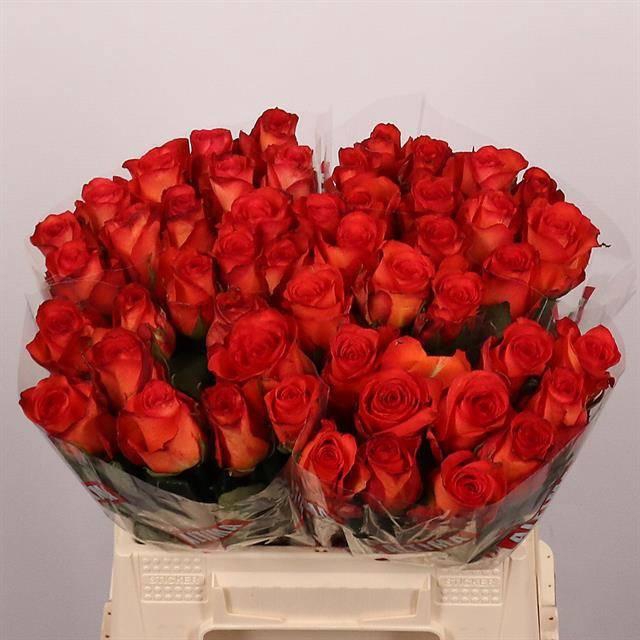 <h4>R GR METEOR</h4>