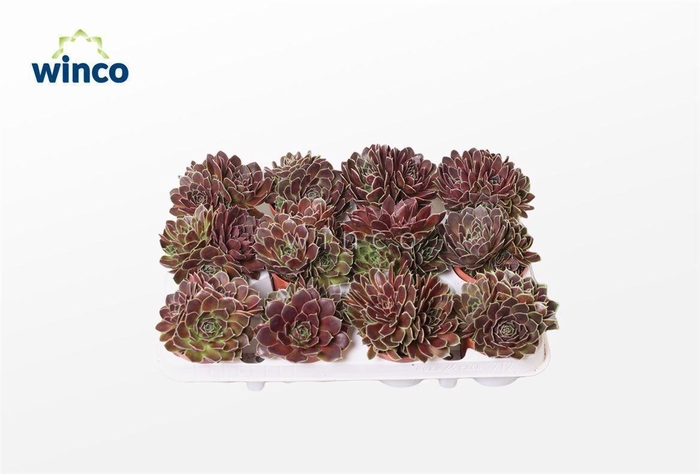 <h4>Jovibarra Heuffeli</h4>