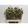 Dianthus Tr Hamada