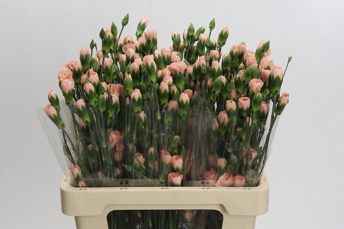 Dianthus Tr Hamada