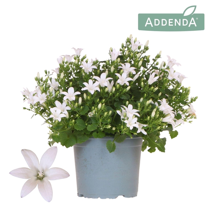 <h4>Campanula porten. 'Ambella White'</h4>
