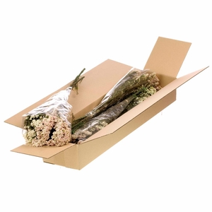 Rice Flower Preserved Sb Natural White
