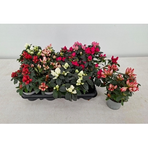 RHODO SI GEM