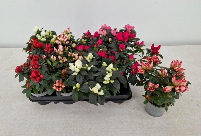 <h4>RHODO SI GEM</h4>