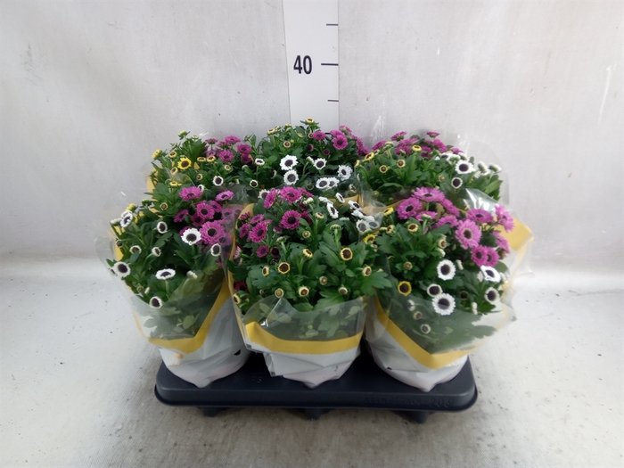 <h4>Chrysanthemum  'Yin Yang' ..mix pot</h4>