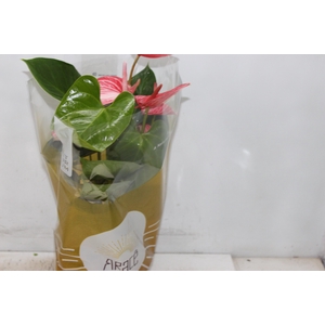 ANTHURIUM LIVIUM RUBY P17