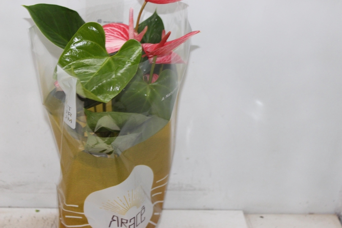 <h4>ANTHURIUM LIVIUM RUBY P17</h4>
