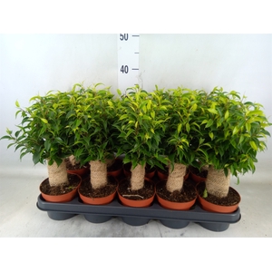 Ficus benja. 'Natasja'