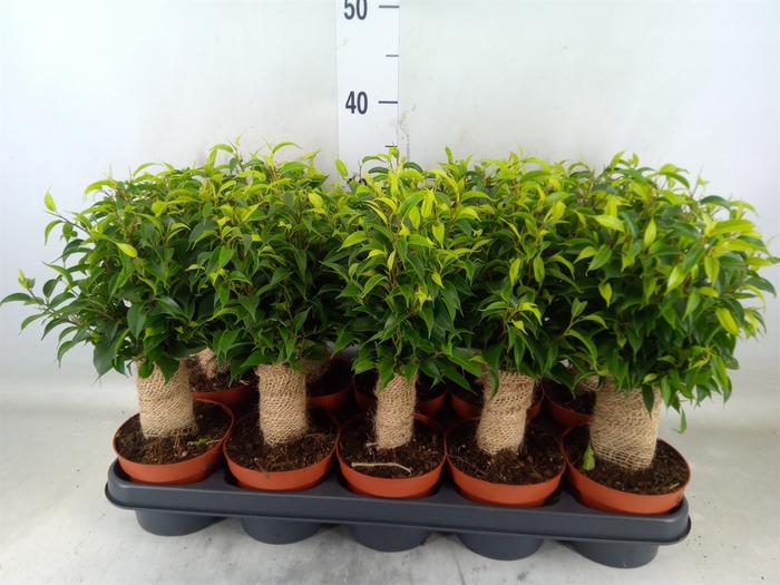<h4>Ficus benja. 'Natasja'</h4>